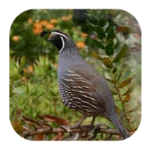 quail sounds android application logo